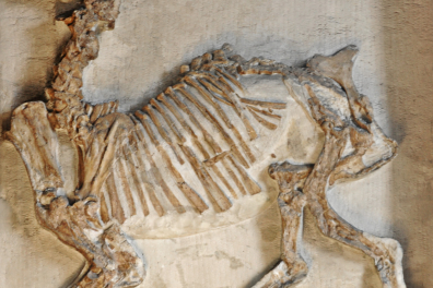 Paleotherium - MHNP